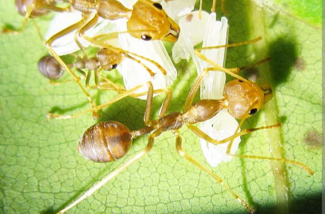 Oecophylla smaragdina