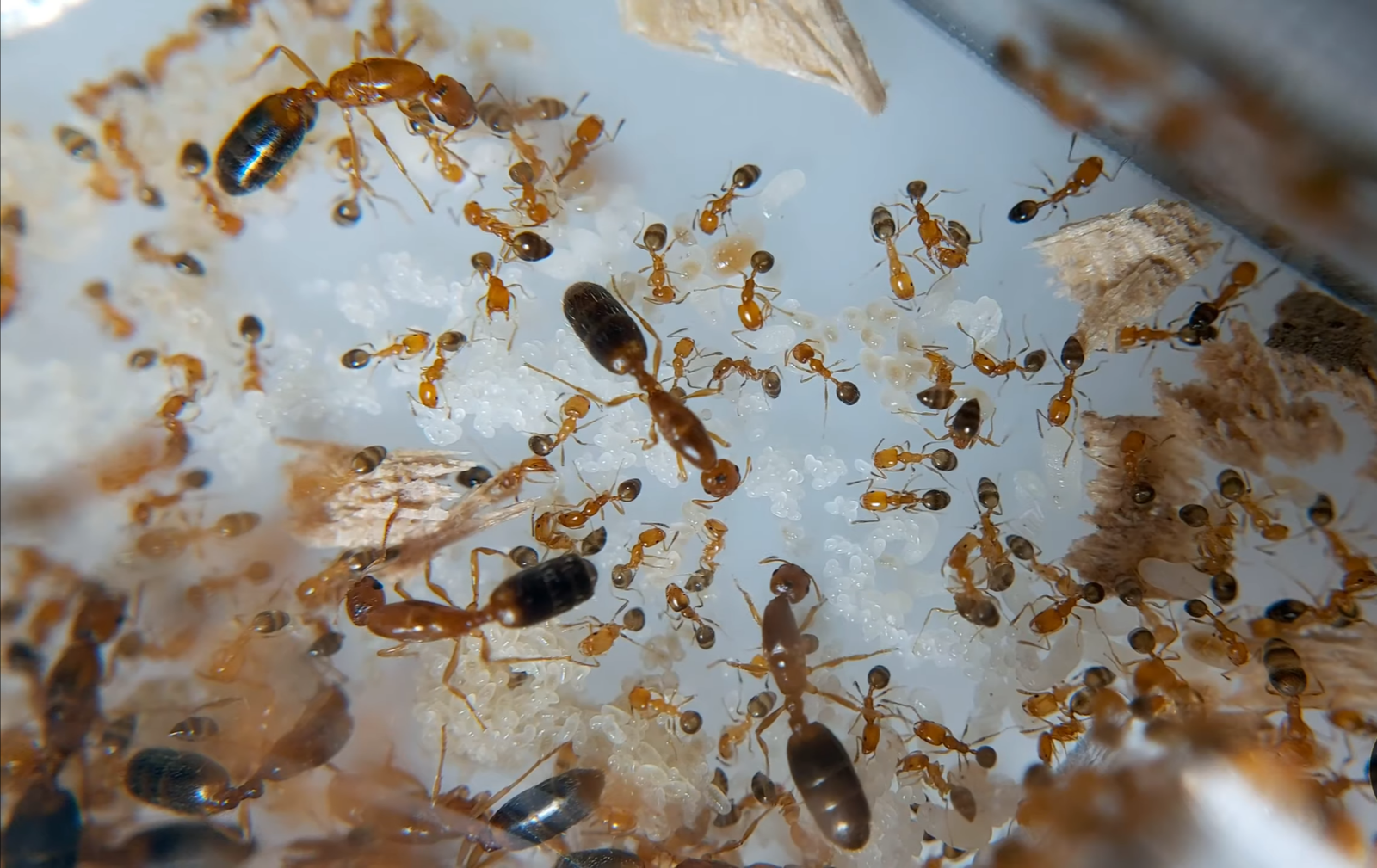 Trichomymex destructor