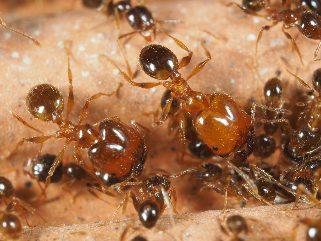 Pheidole pallidula