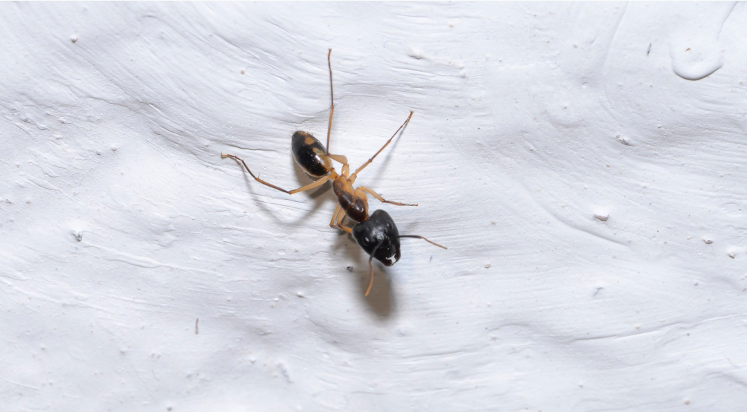 Camponotus maculatus