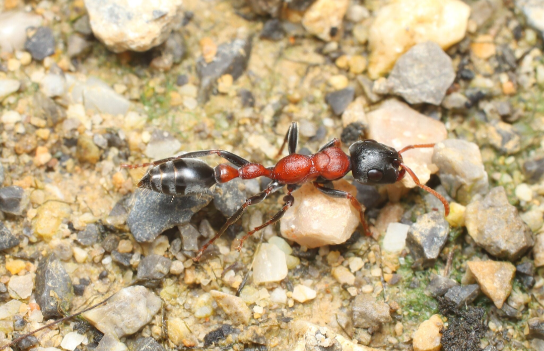 Tetraponera rufonigra
