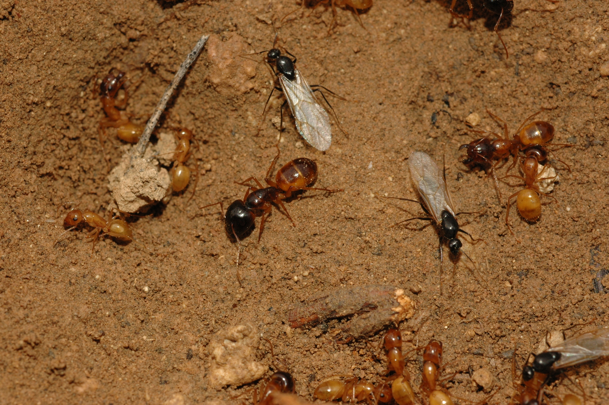 Camponotus fedtschenkoi