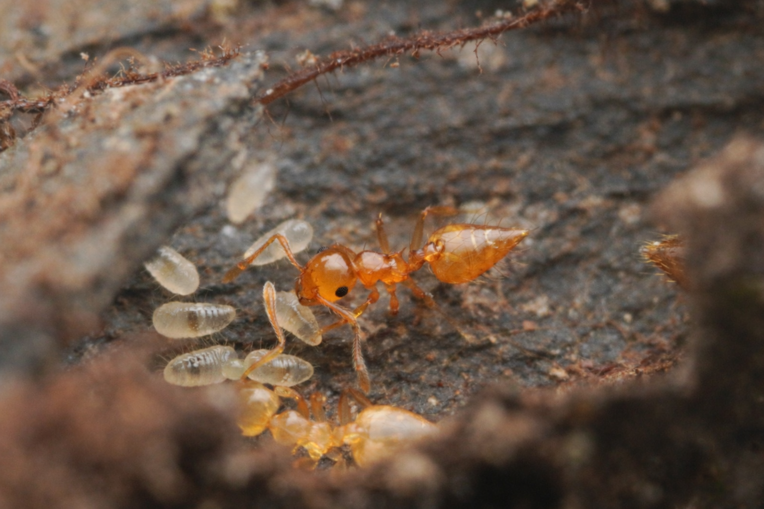 Crematogaster biroi