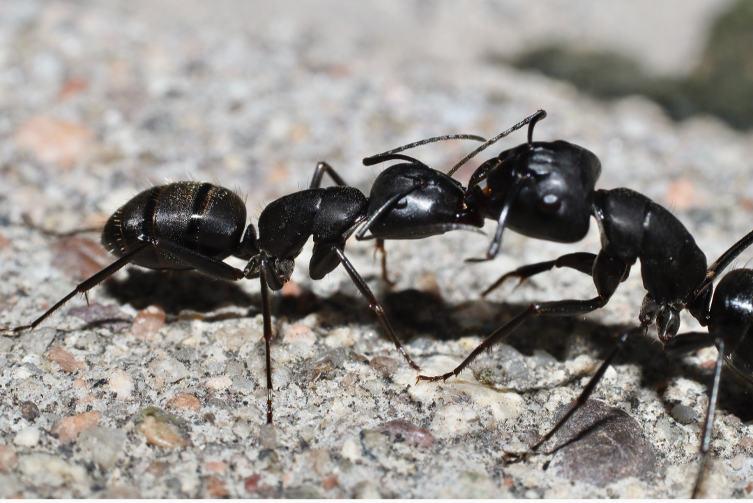 Camponotus japonicus