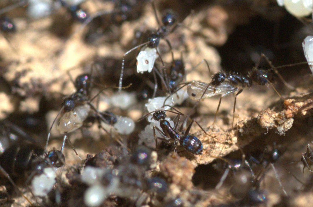 Paratrechina longicornis