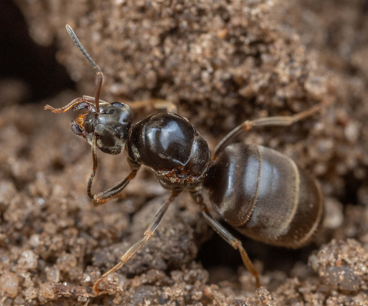 Lasius niger