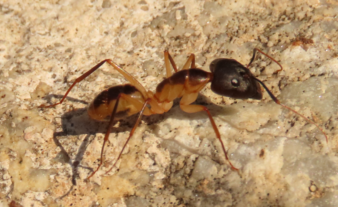 Camponotus maculatus