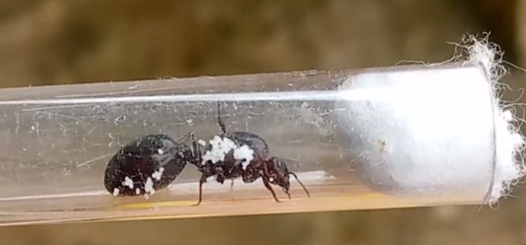 Crematogaster brunneipennis