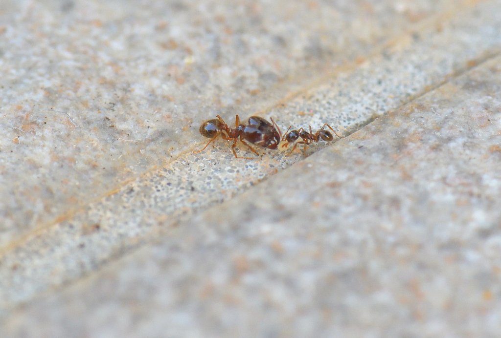 Pheidole pallidula