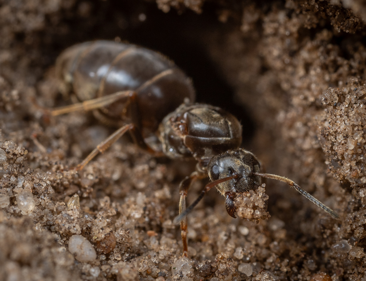 Lasius niger