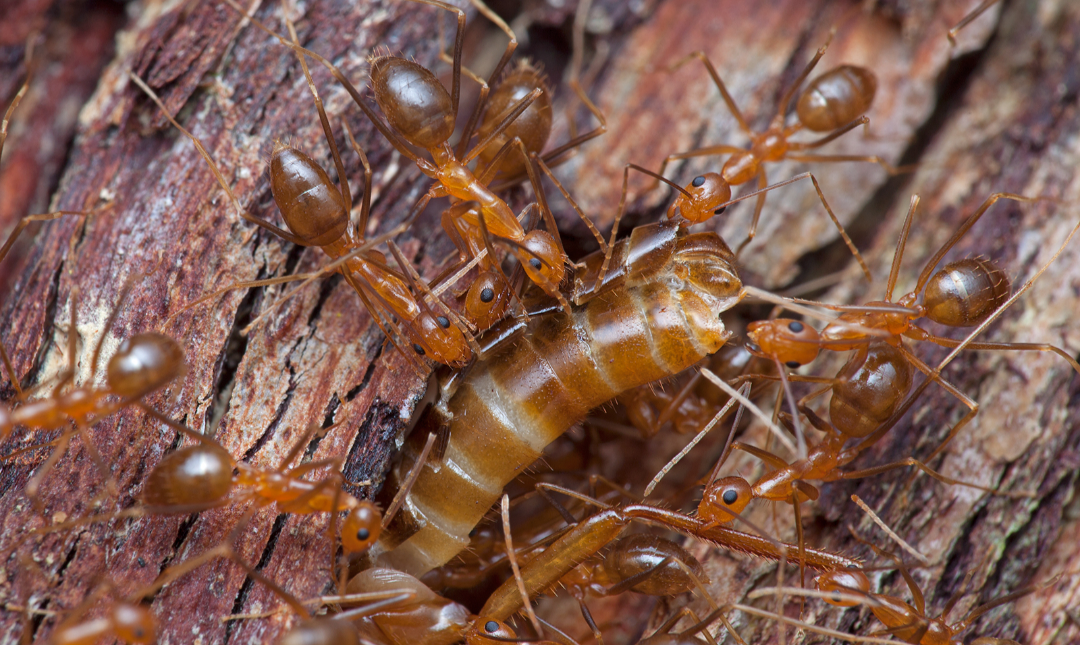 Anoplolepis gracilipes