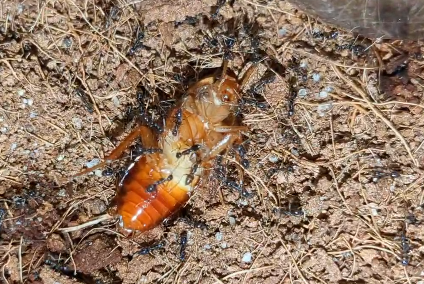 Paratrechina longicornis