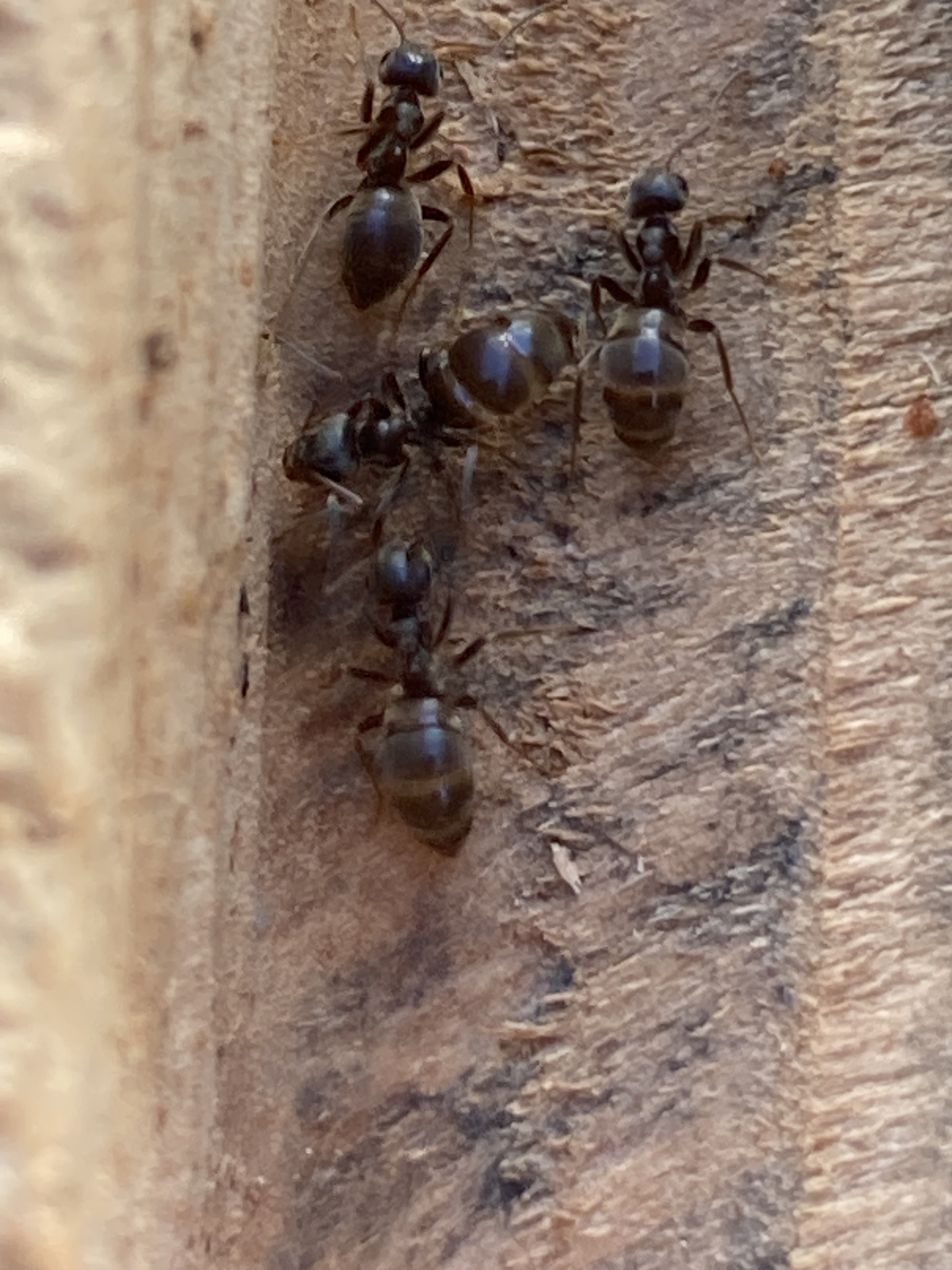 Lasius niger