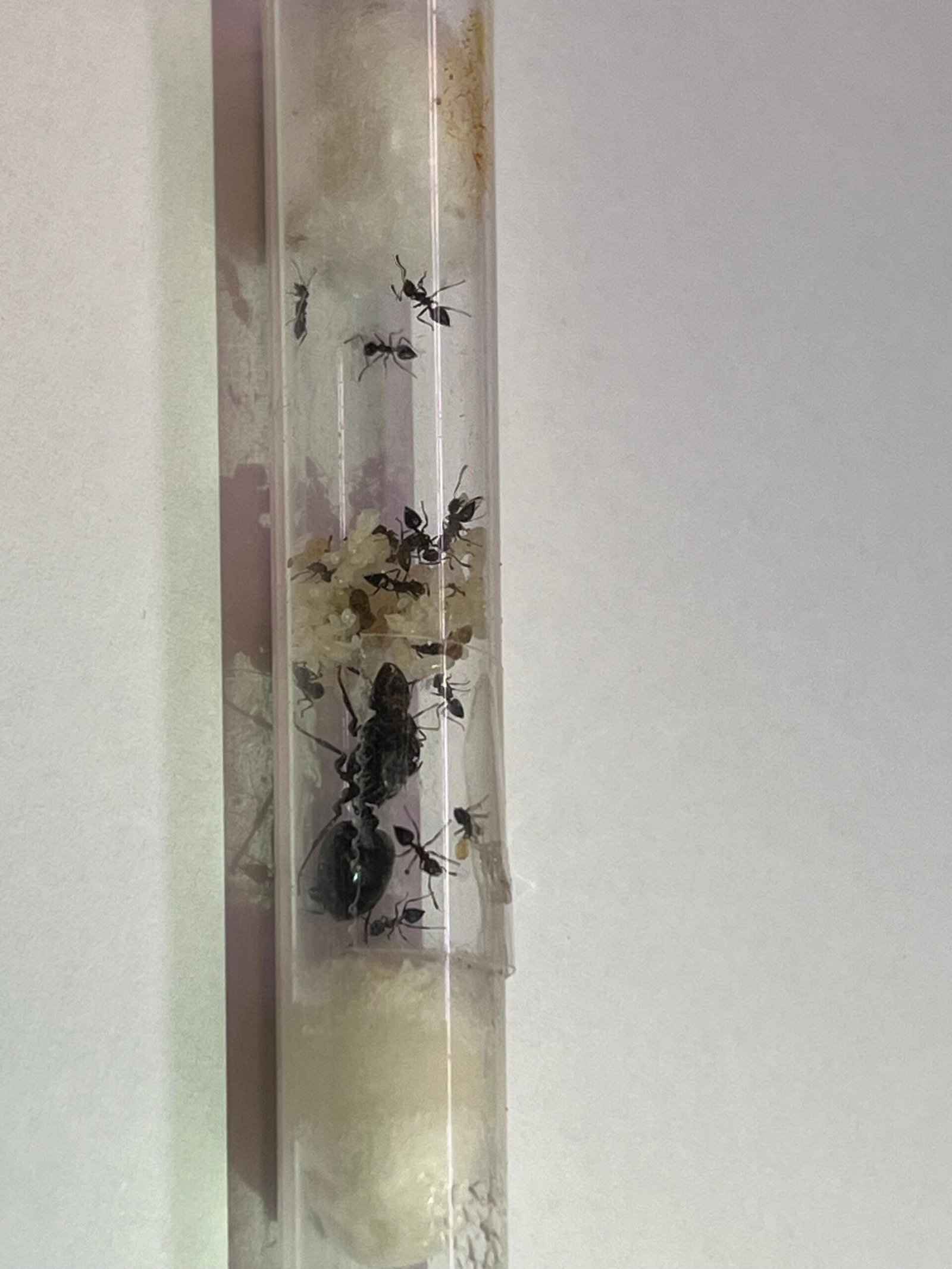 Crematogaster brunneipennis