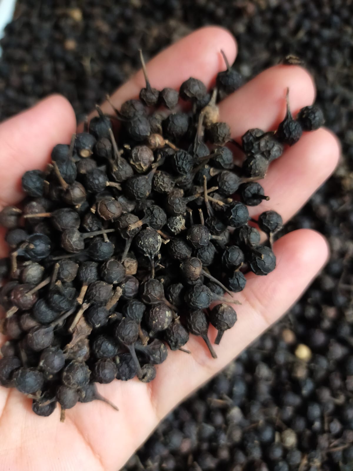 Cubebs Premium Whole