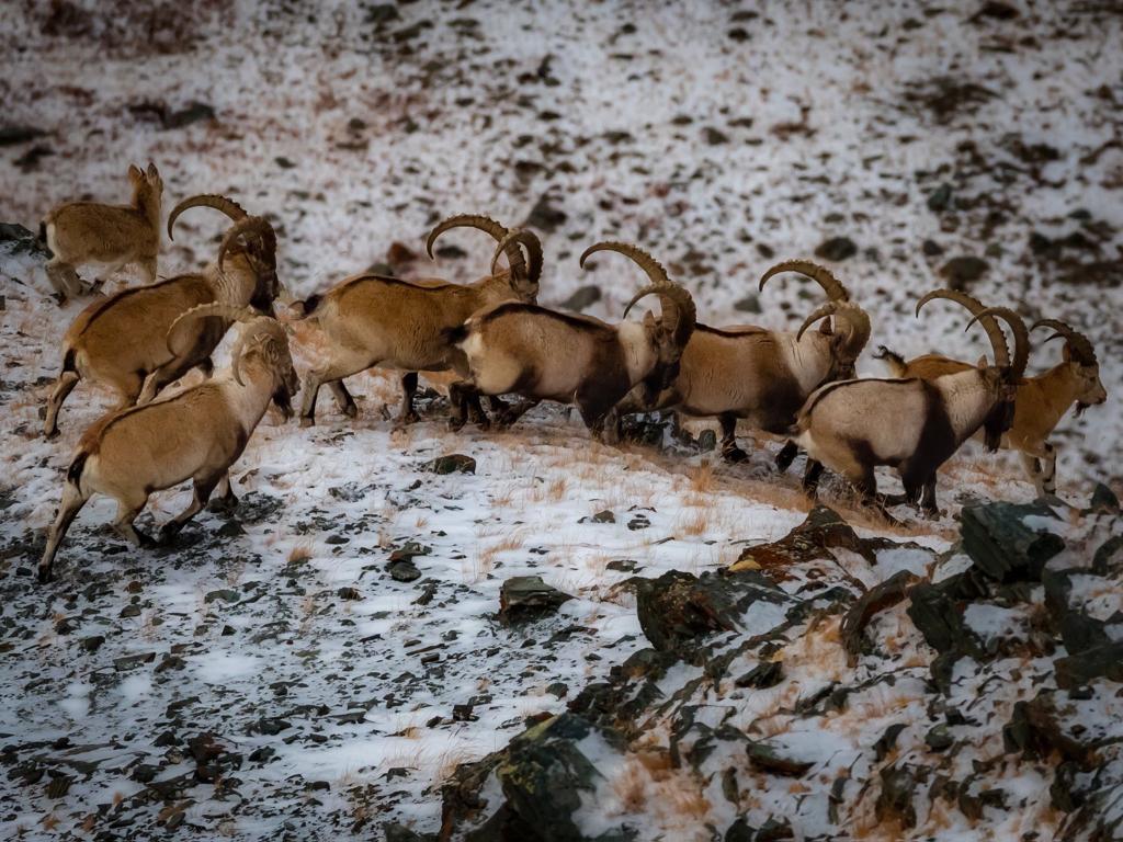 Explore Altai mountains with horse riding and trekking