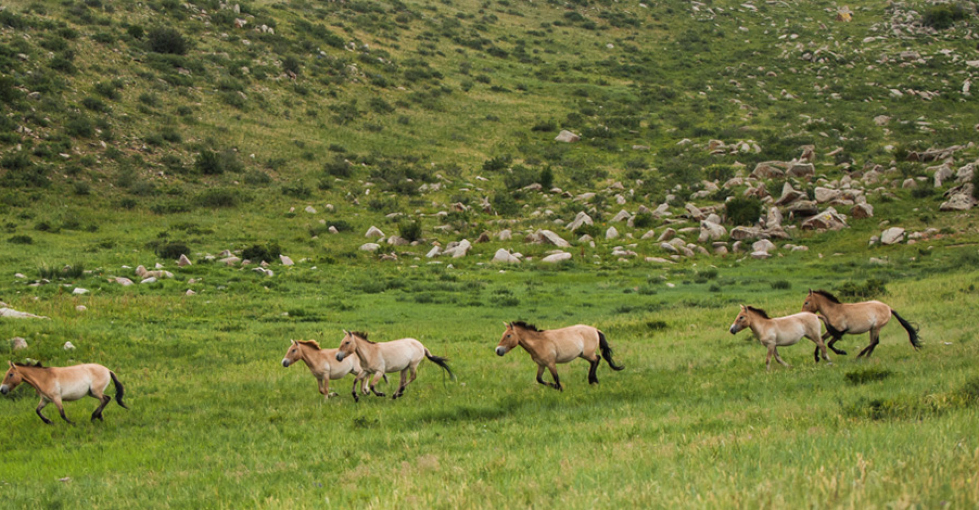 The Wild Spirit: Hustai National Park & The Last Wild Horse