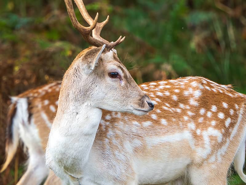 Channelled Coaching Session - Single