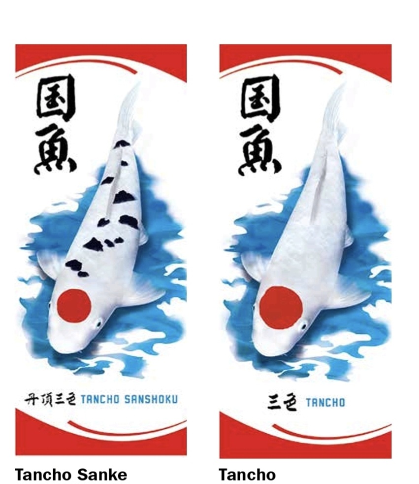 Koi Fahne / Flagge in 5 verschiedenen Koi Varitäten