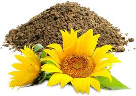 Sunflower Meal DOC