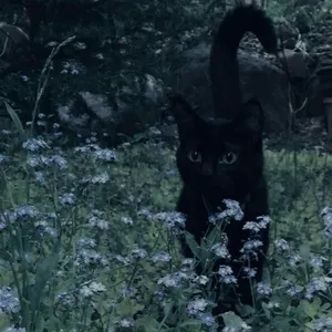 MP3 License Wisp X Heavy shoegaze type beat "Coincidence"