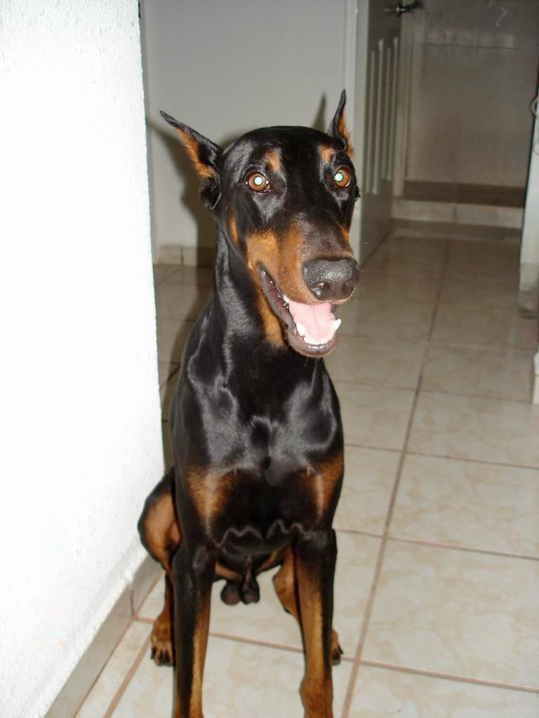 Pasa Día o Guardería diurna  perritos de (25.5 kg - 40 kg)