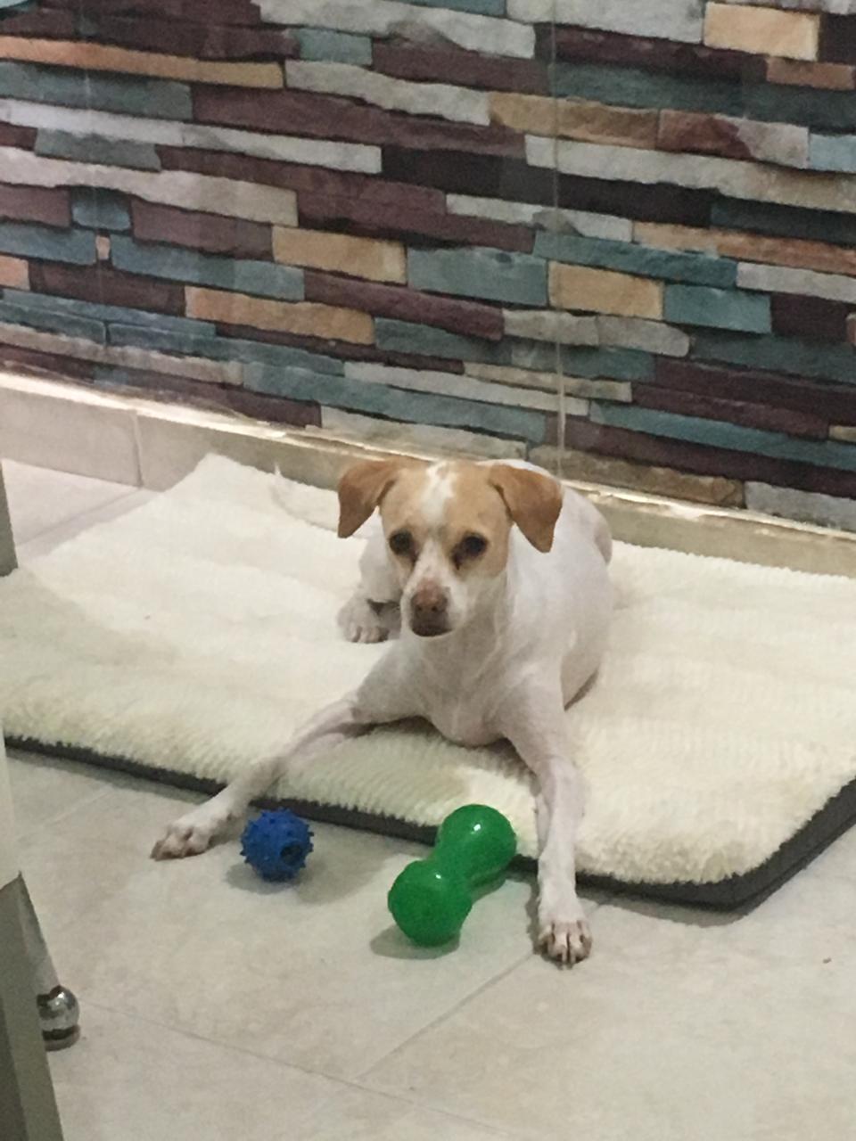 Pasa Día o Guardería diurna de perritos de (0-10kg)