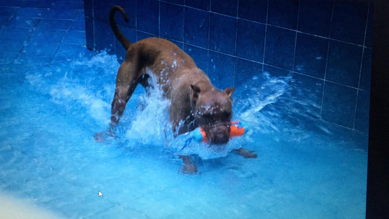 Pasa Día o Guardería diurna perritos de (40.5 kg en adelante)