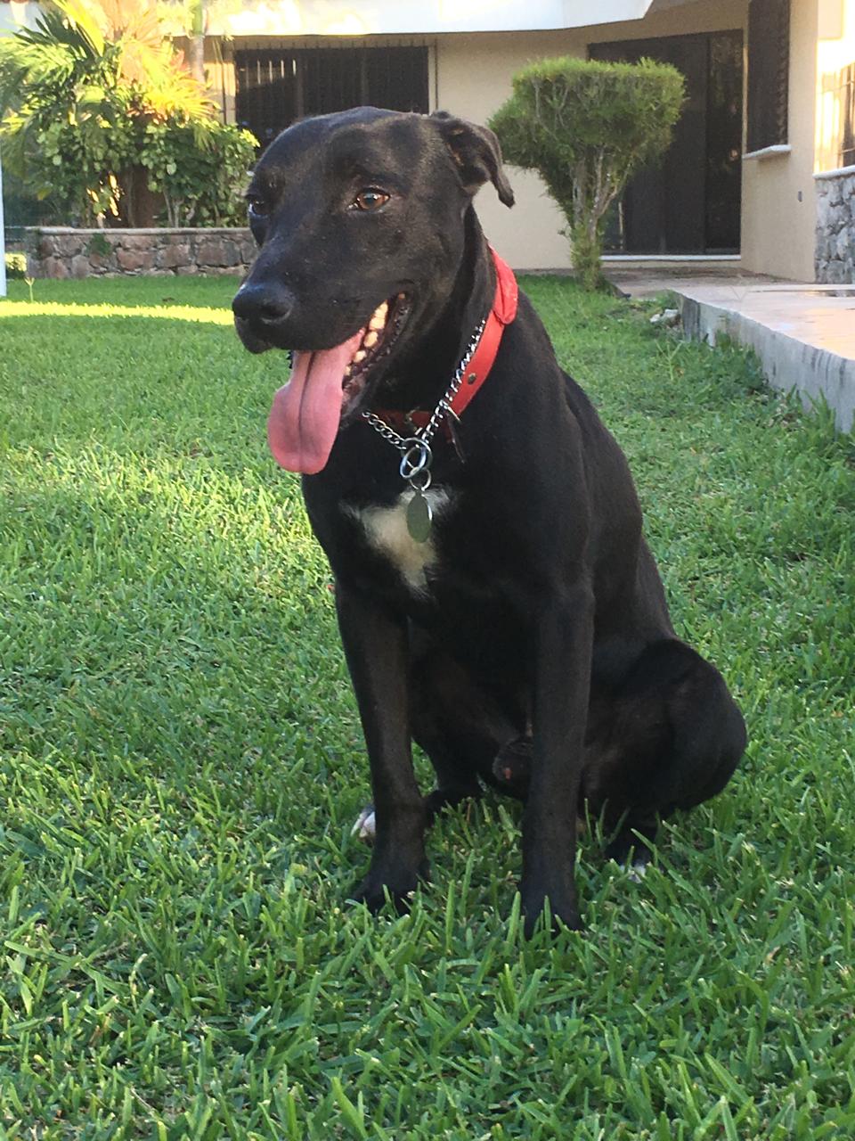 Pasa Día o Guardería diurna perritos de (10.5 kg -25 kg)