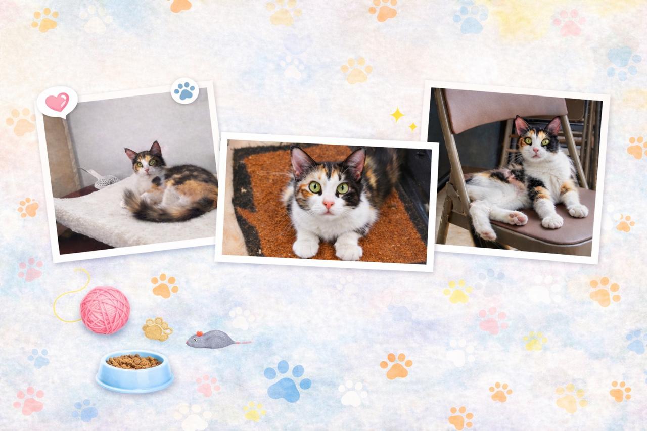 Pet Sitting de Gatitos. Estancia mínima de 24 horas