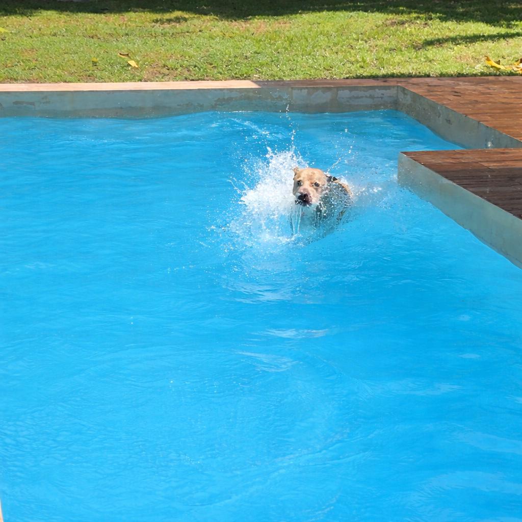 Pet Sitting de Perritos de (40.5 kg en adelante) Estancia mínima de 24 horas