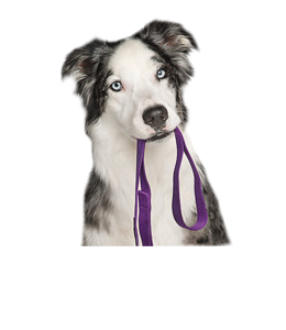 Guia para Cachorros Premium