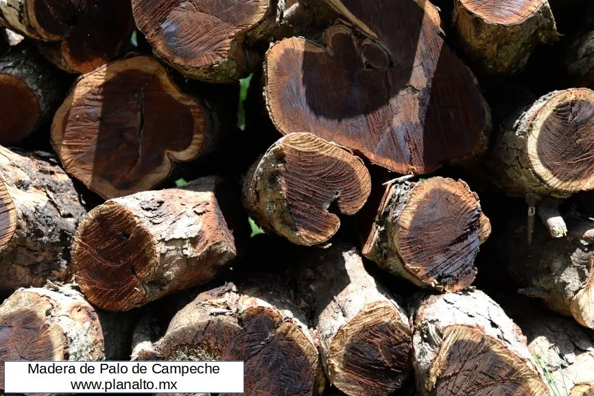 1 kg de Palo de Campeche