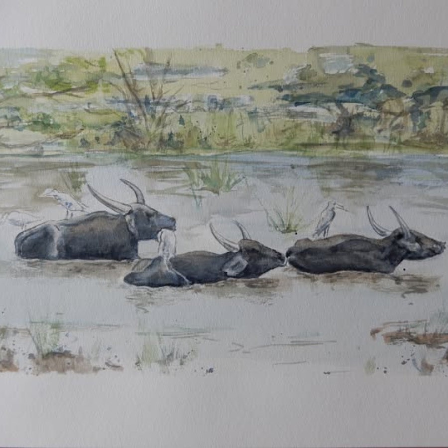 Buffalo Bathing