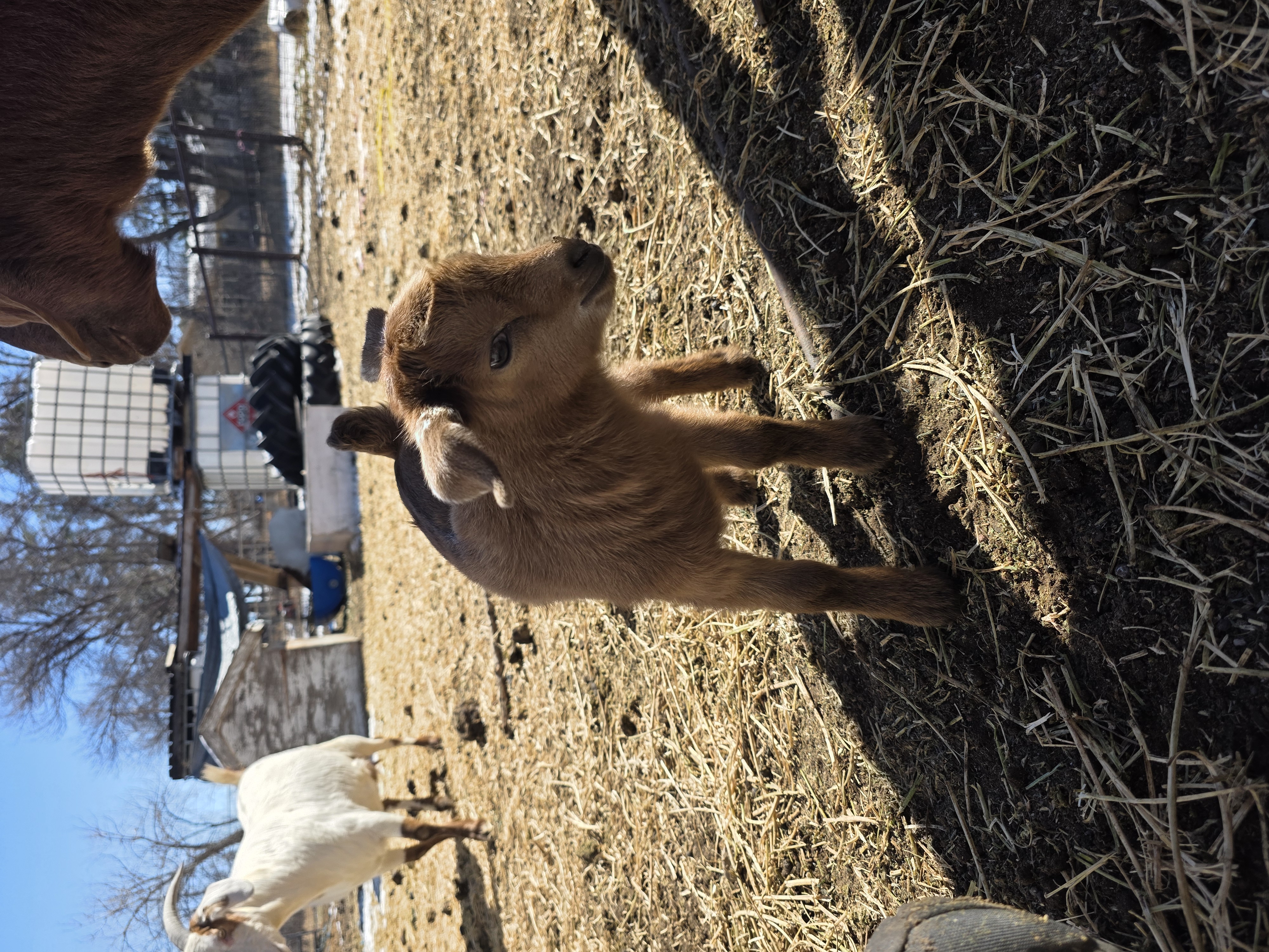 Nigerian Dwarf Cross Kid