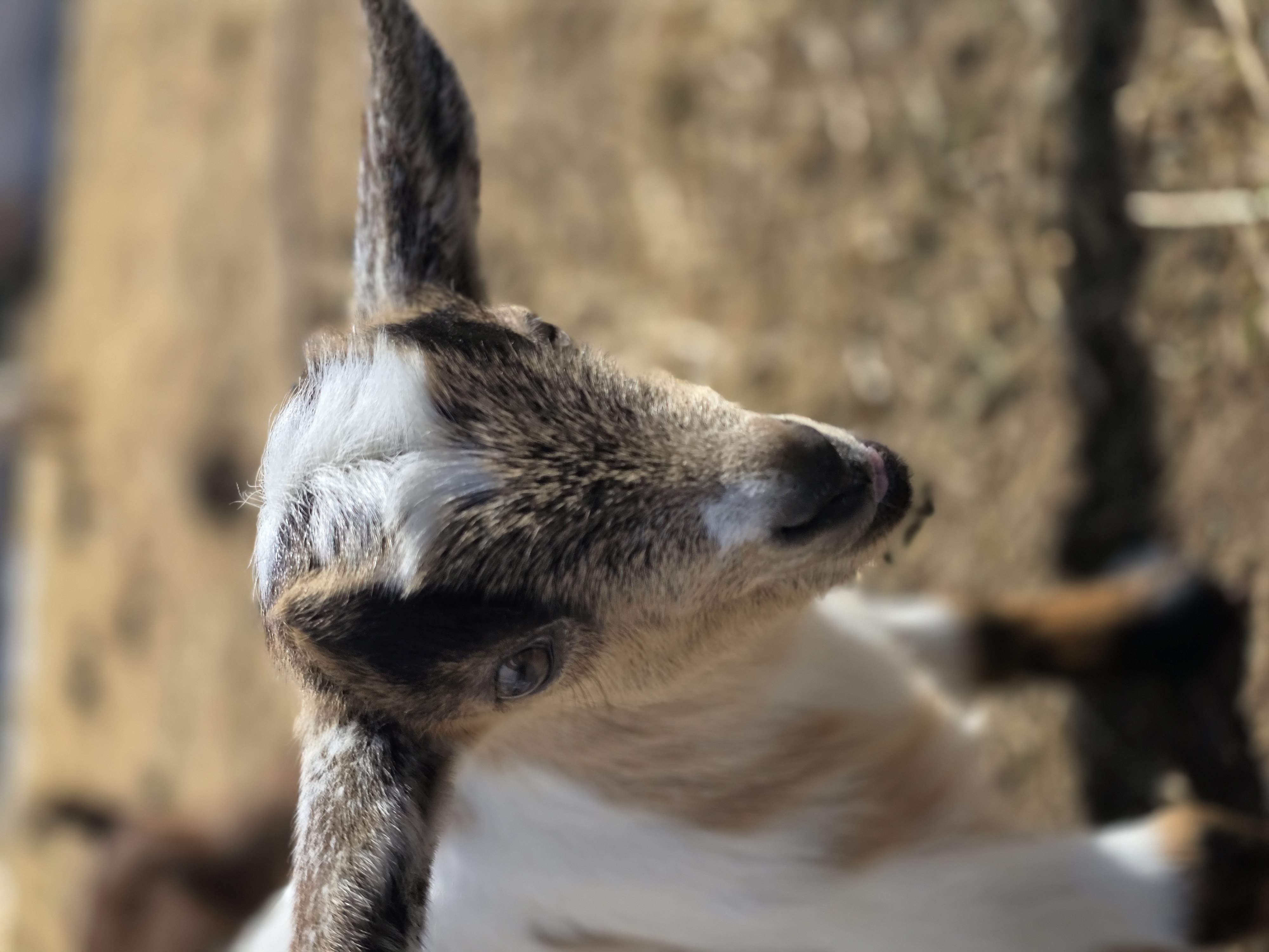 Nigerian Dwarf Cross Kid