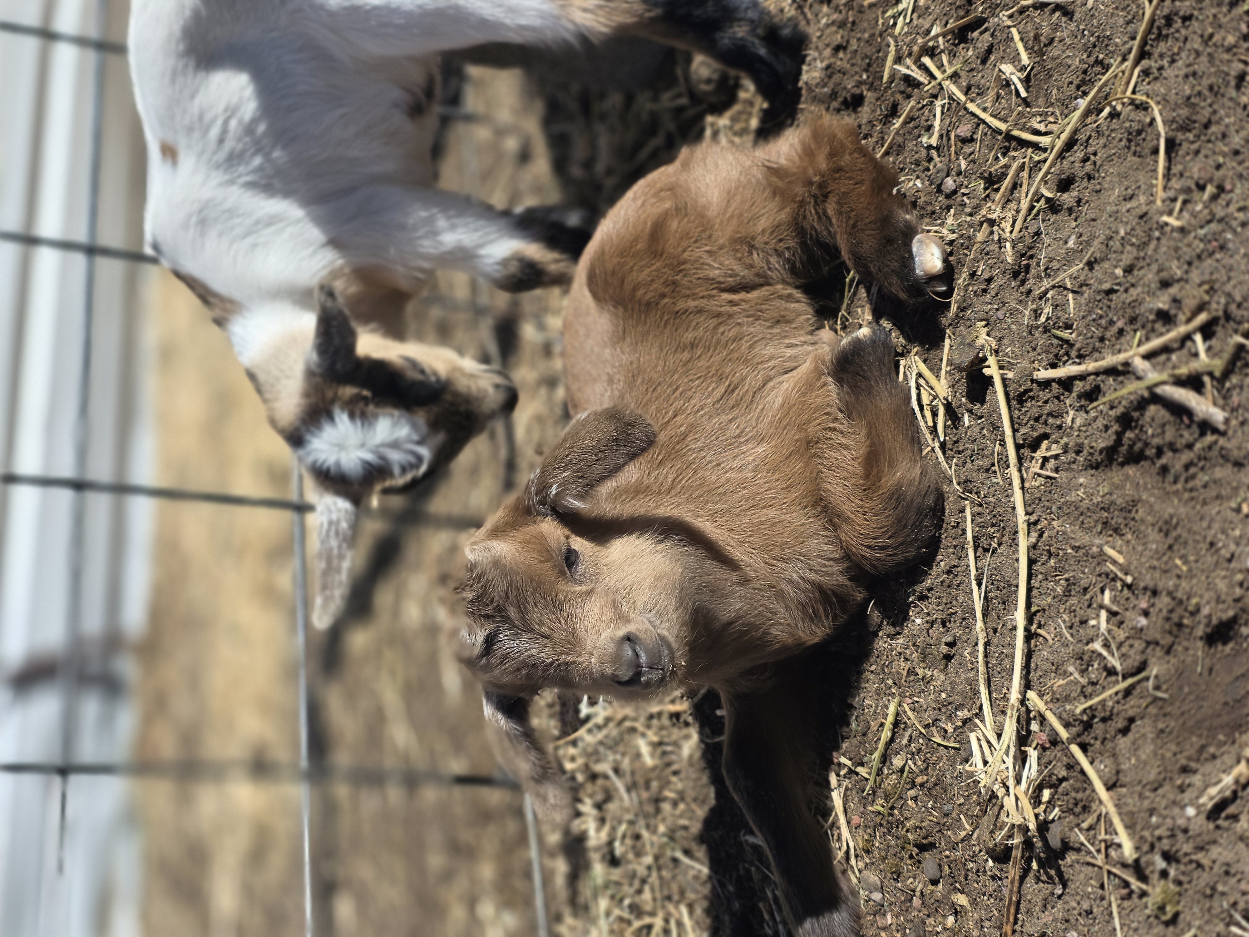 Nigerian Dwarf Cross Kid
