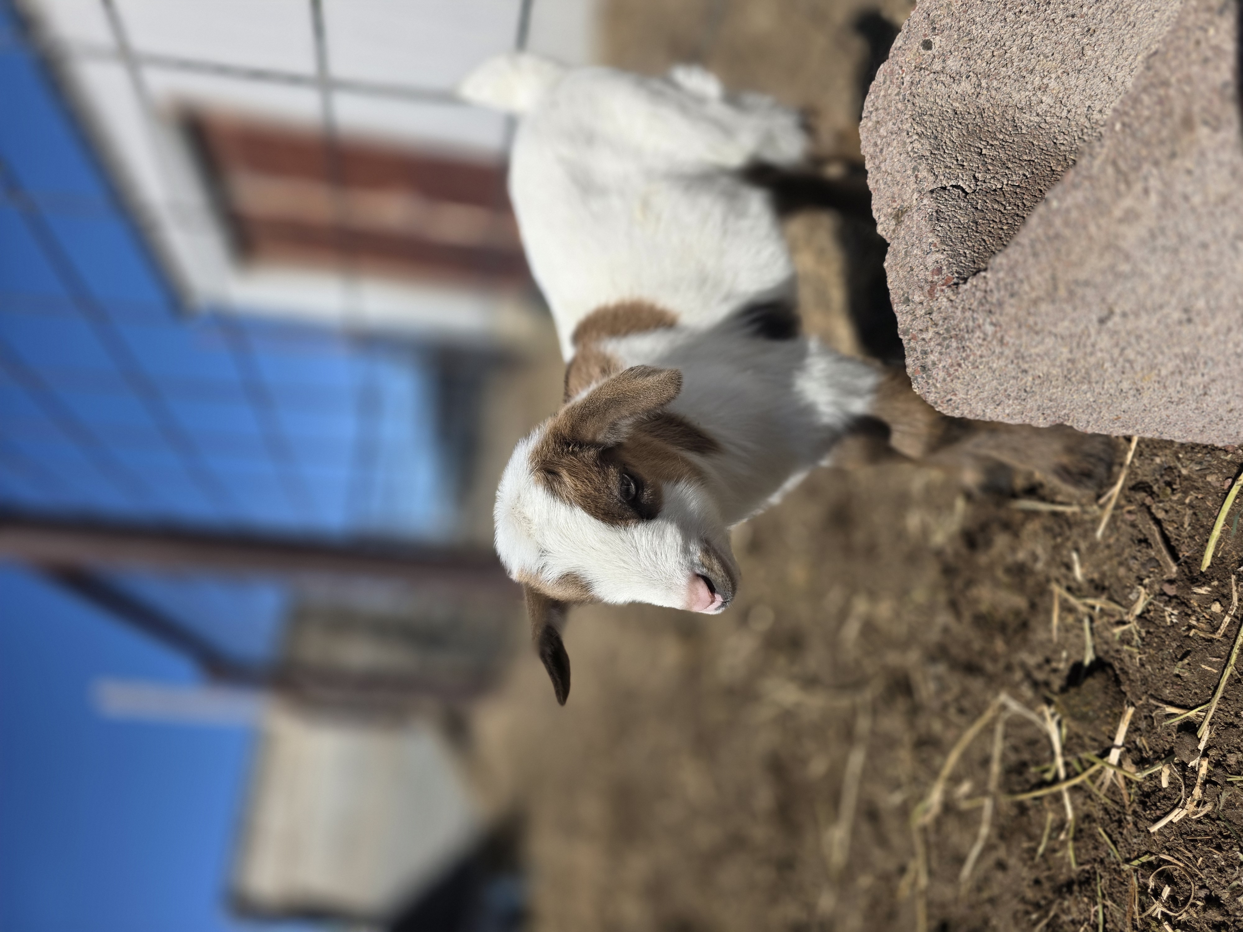 Nigerian Dwarf Cross Kid