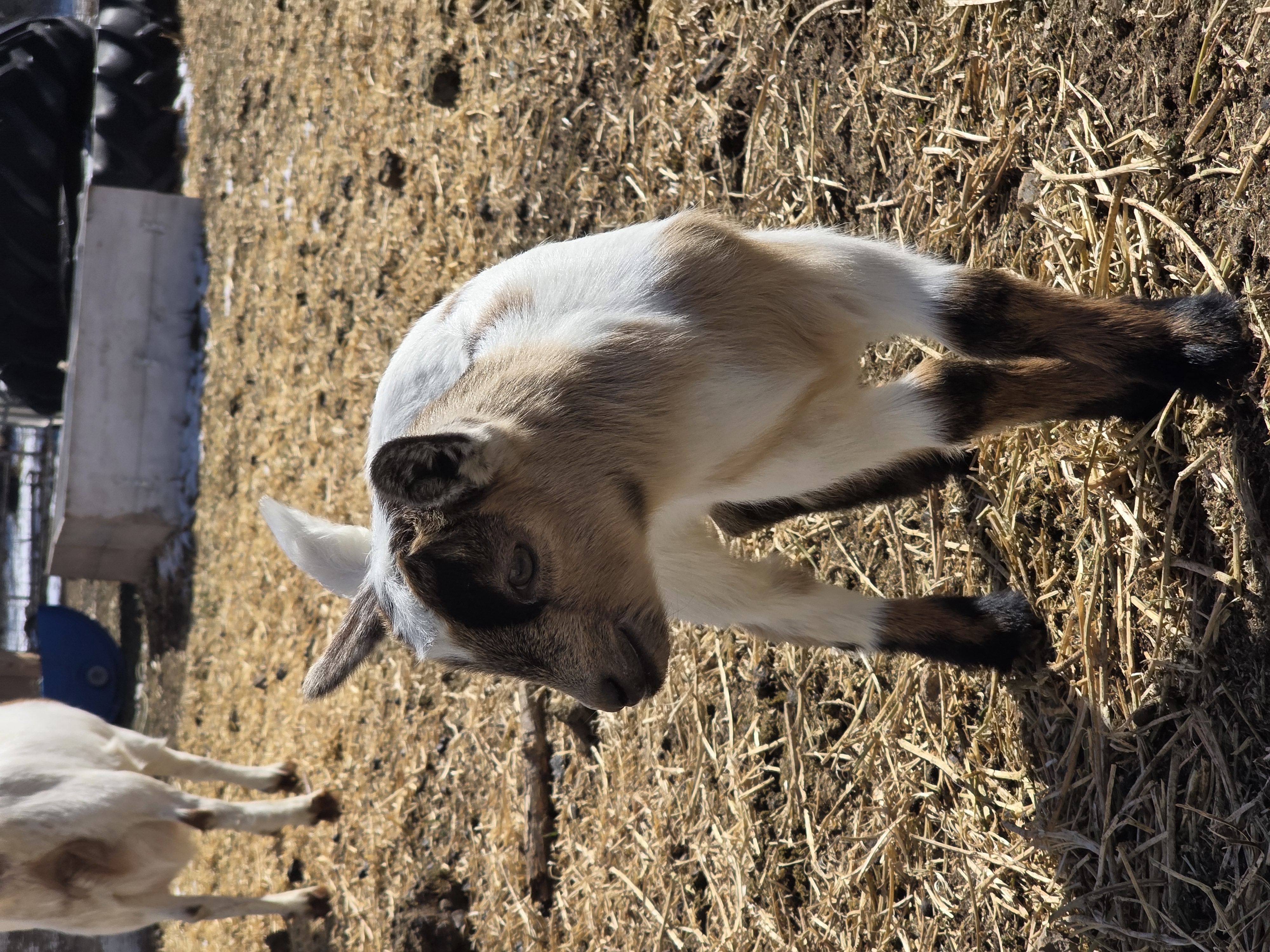 Nigerian Dwarf Cross Kid