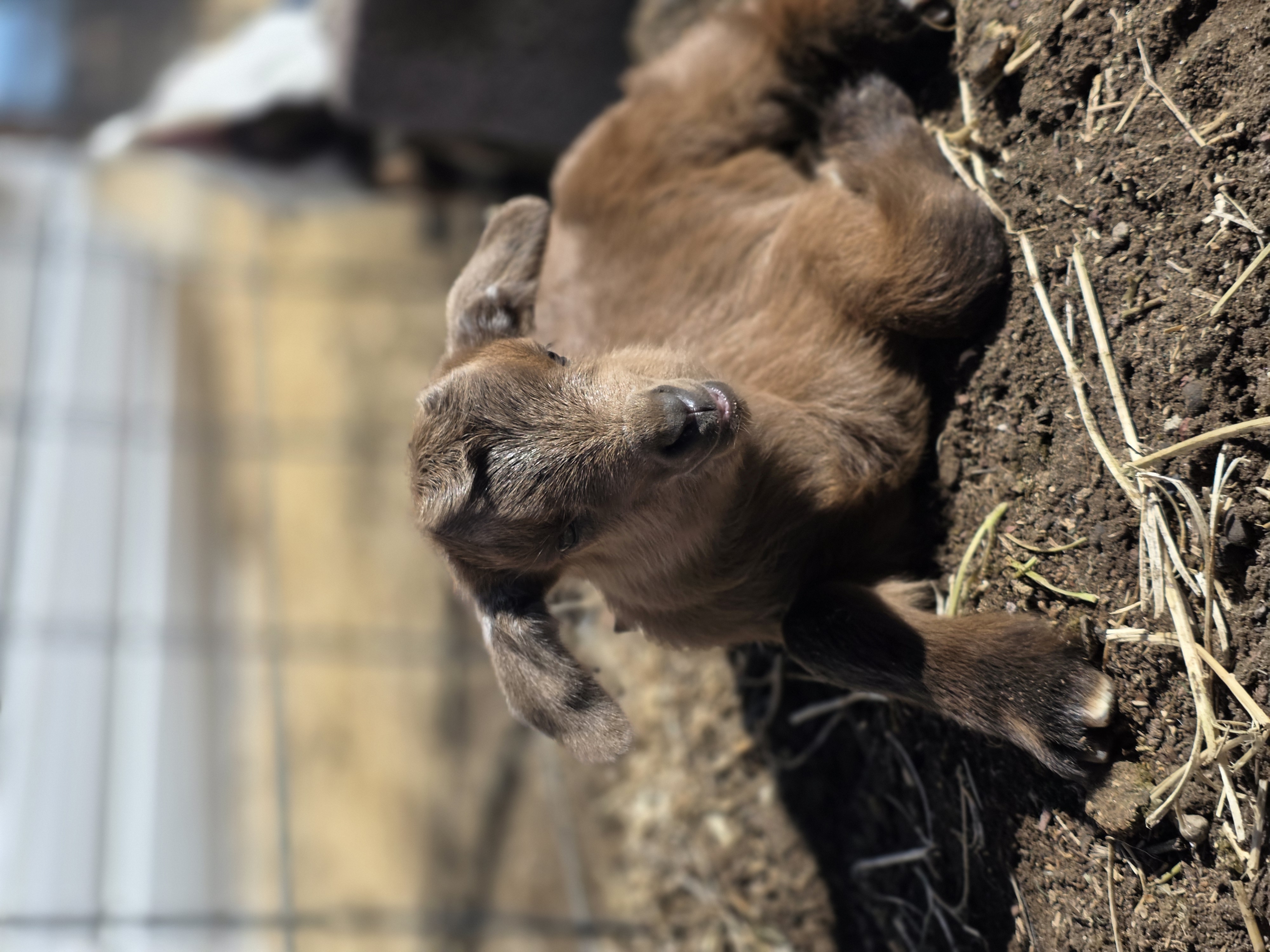 Nigerian Dwarf Cross Kid