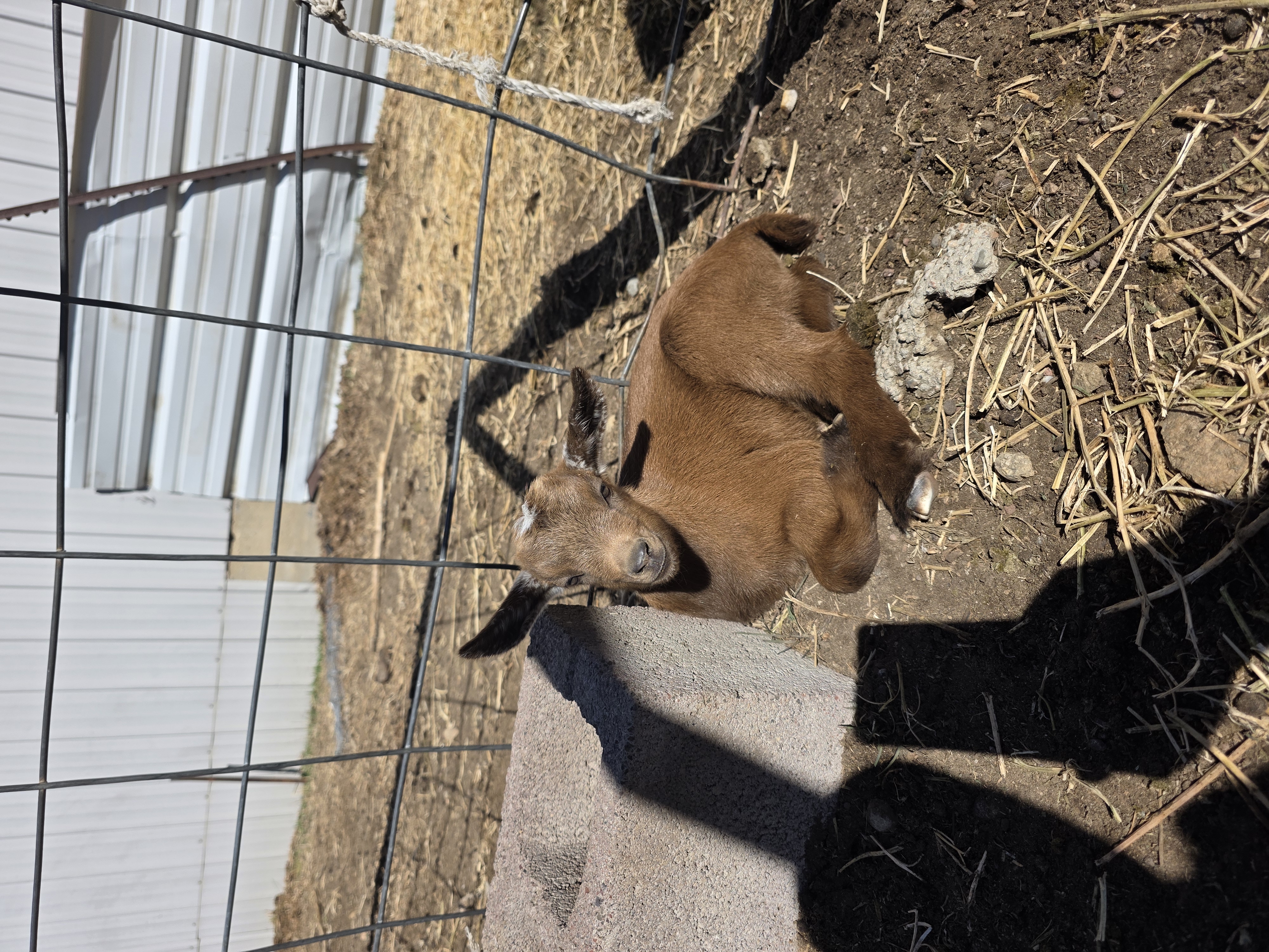 Nigerian Dwarf Cross Kid