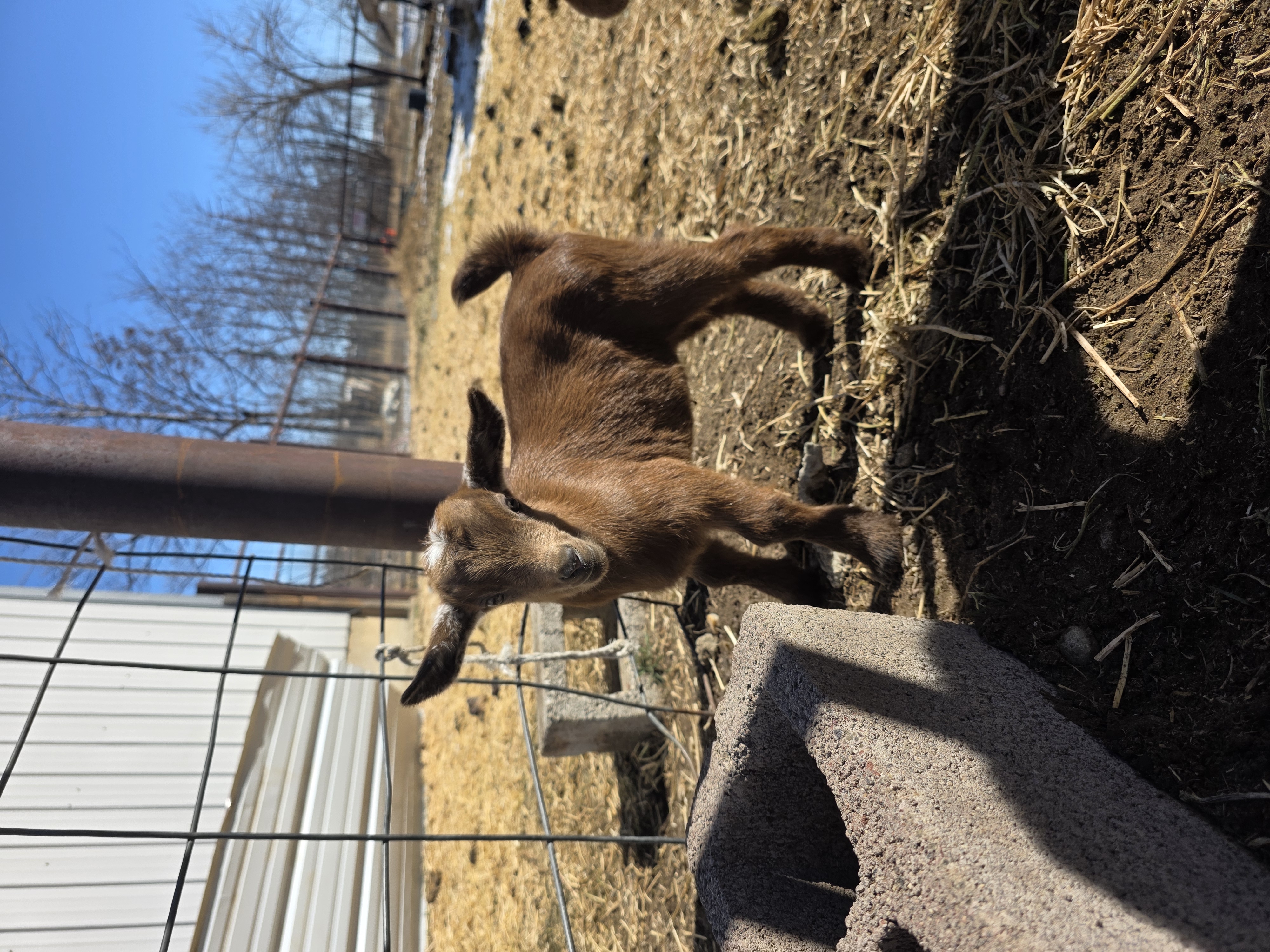 Nigerian Dwarf Cross Kid