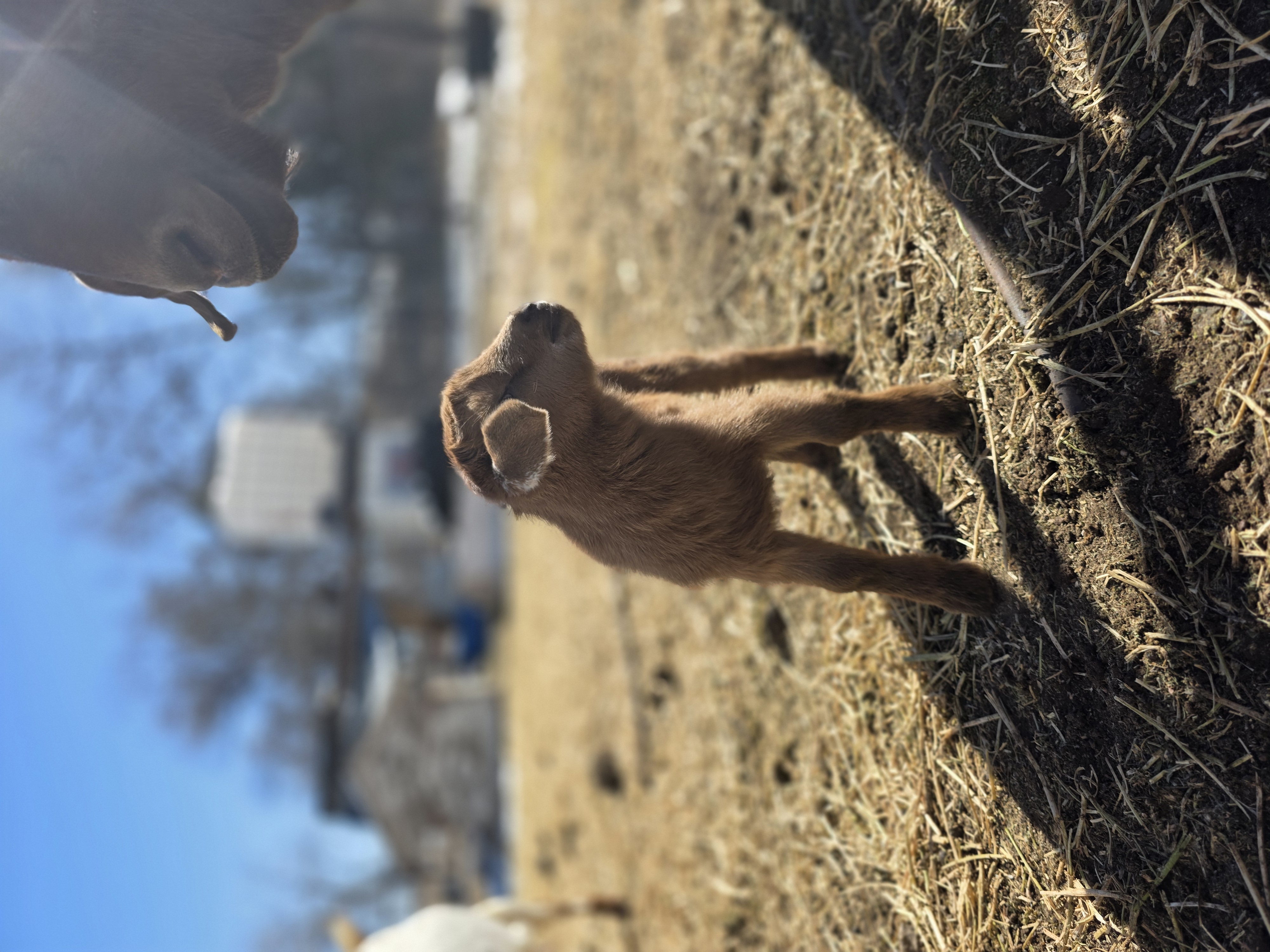 Nigerian Dwarf Cross Kid