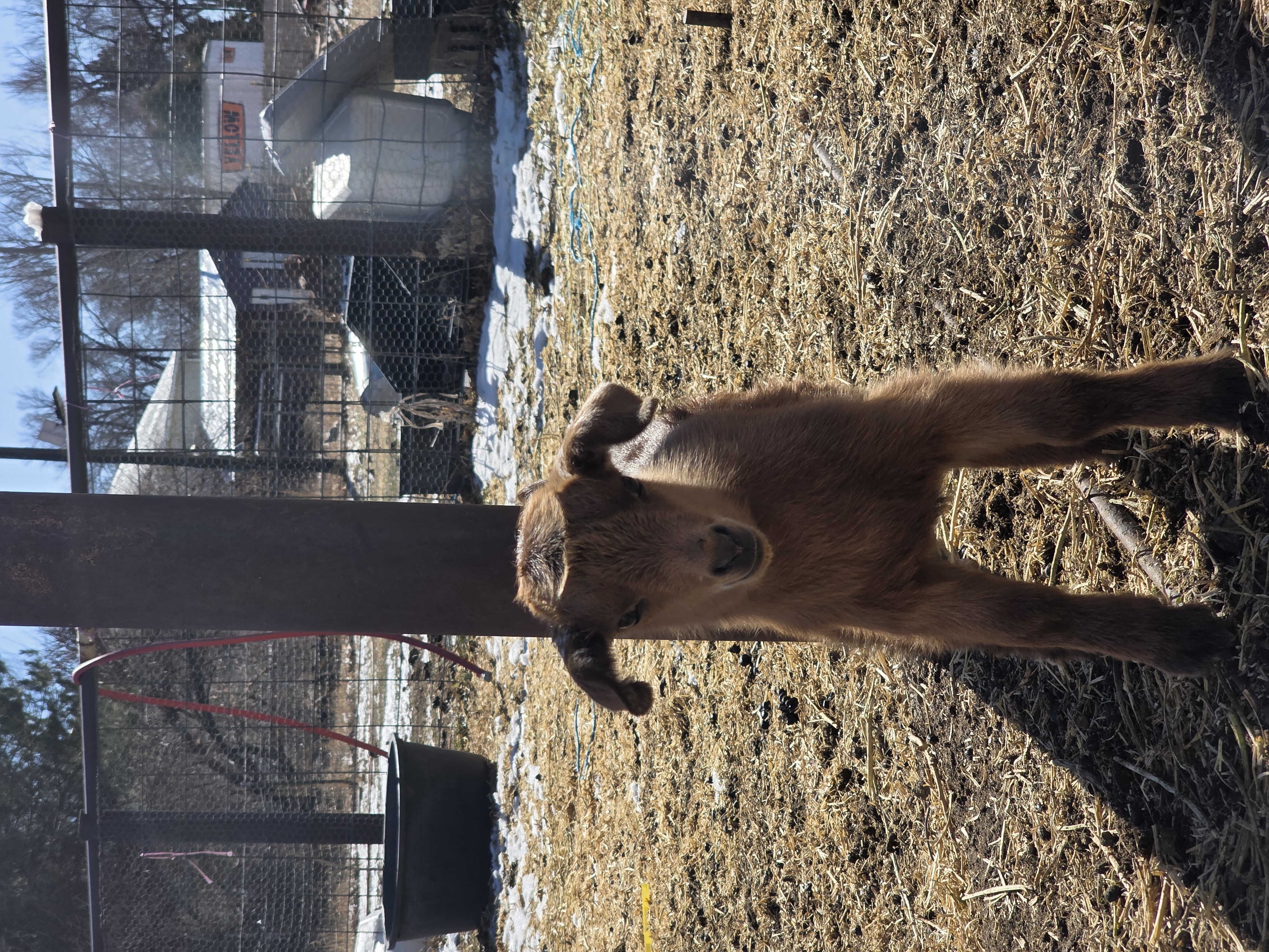 Nigerian Dwarf Cross Kid