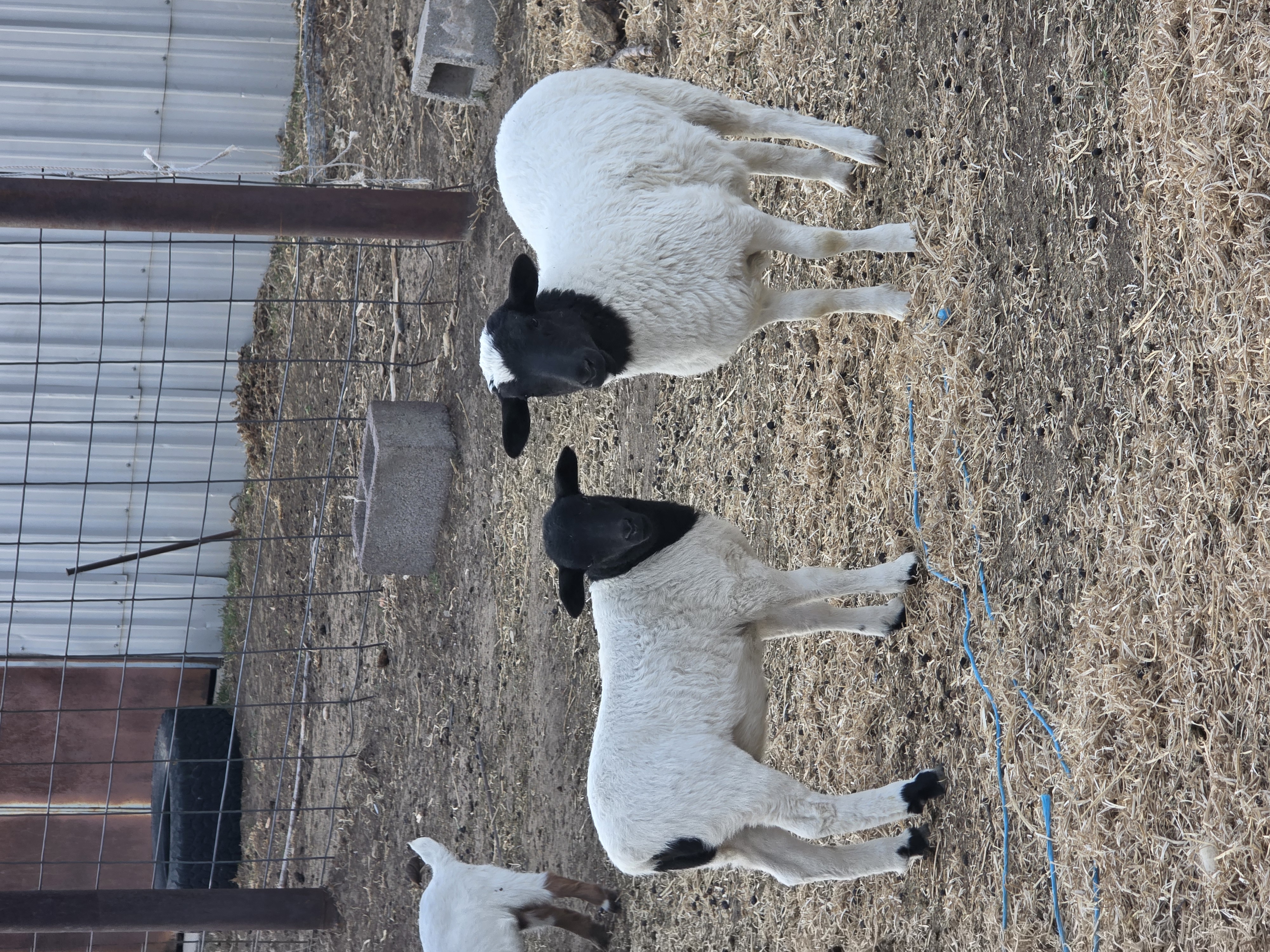 Dorper Lambs (Left)
