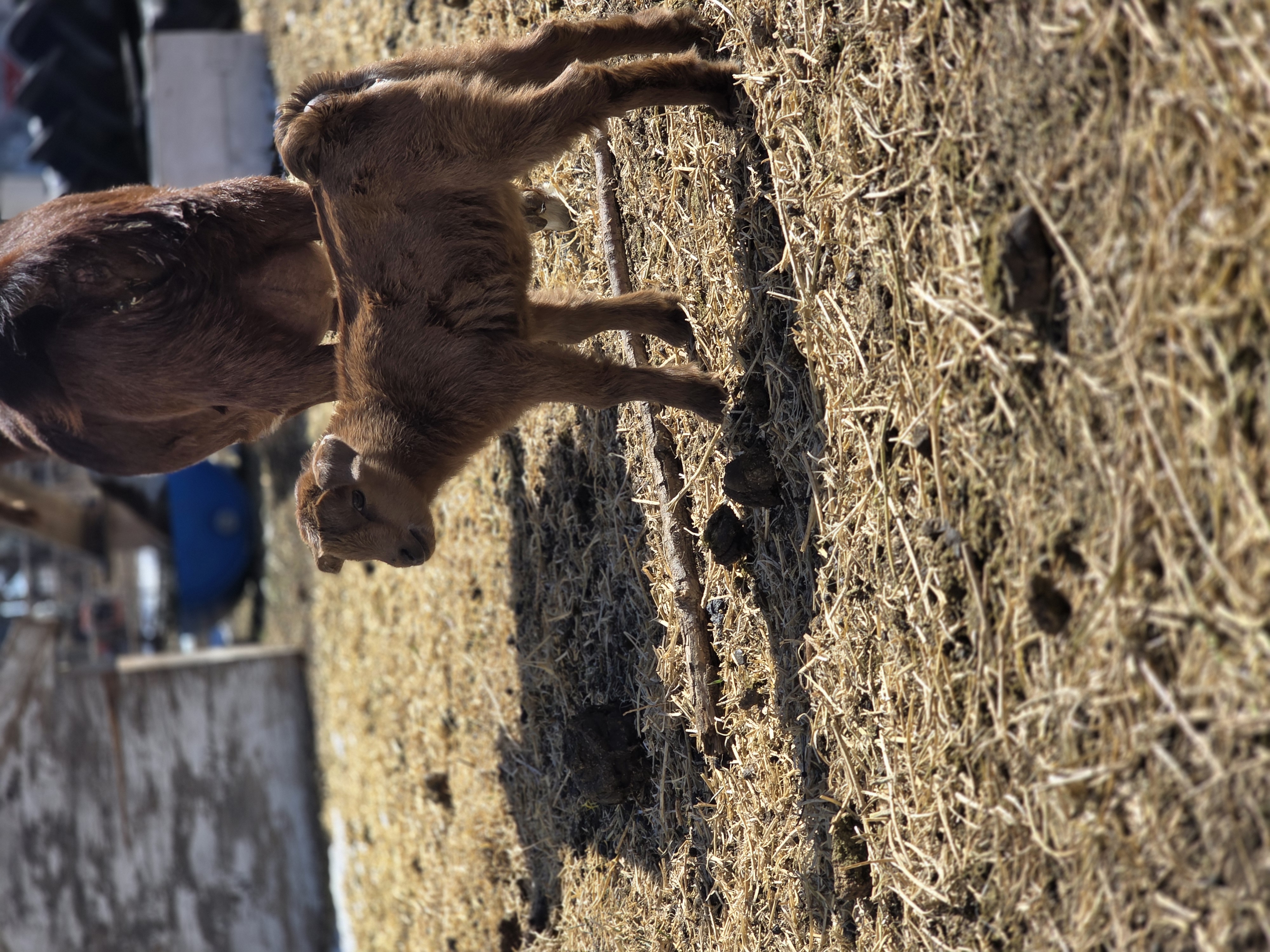 Nigerian Dwarf Cross Kid