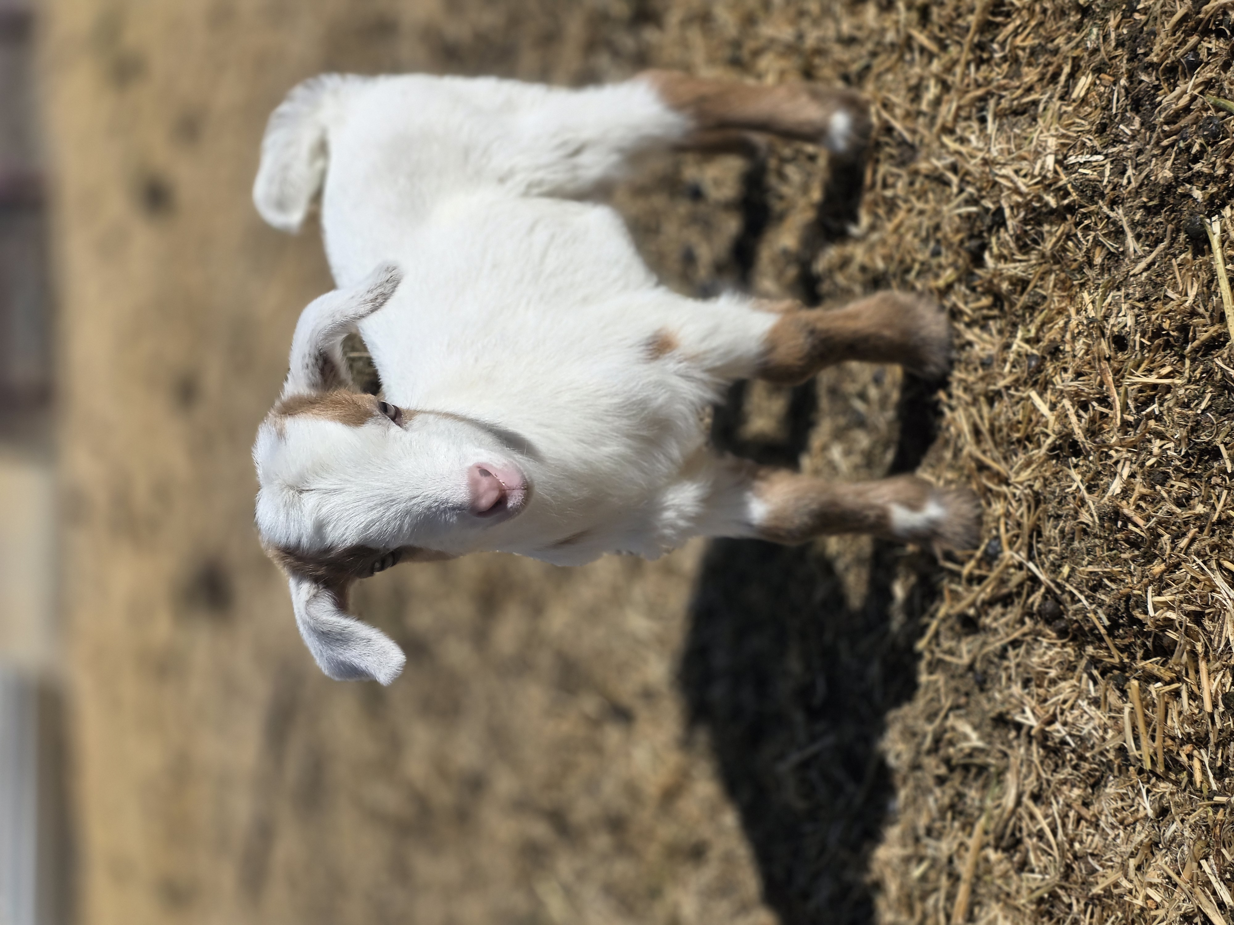Nigerian Dwarf Cross Kid