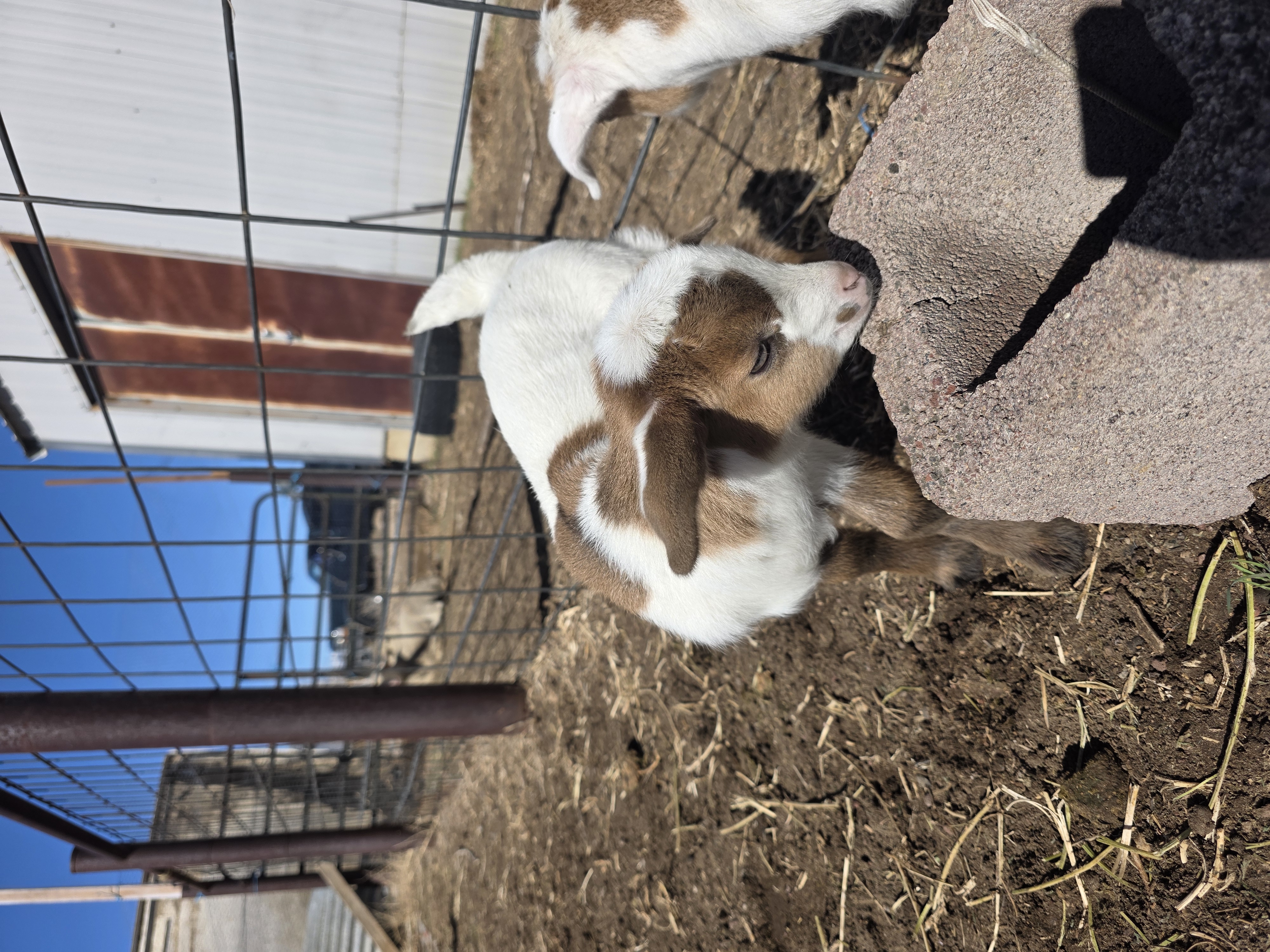 Nigerian Dwarf Cross Kid