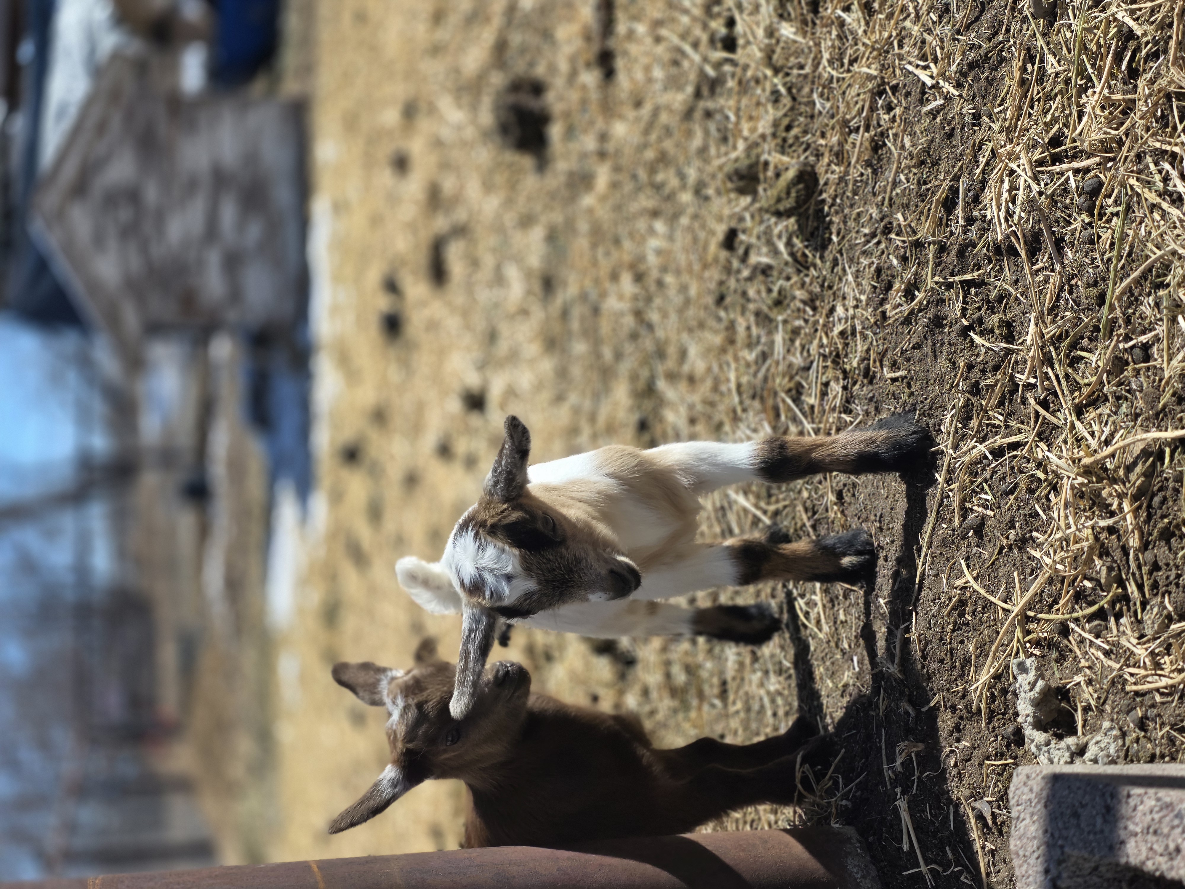 Nigerian Dwarf Cross Kid