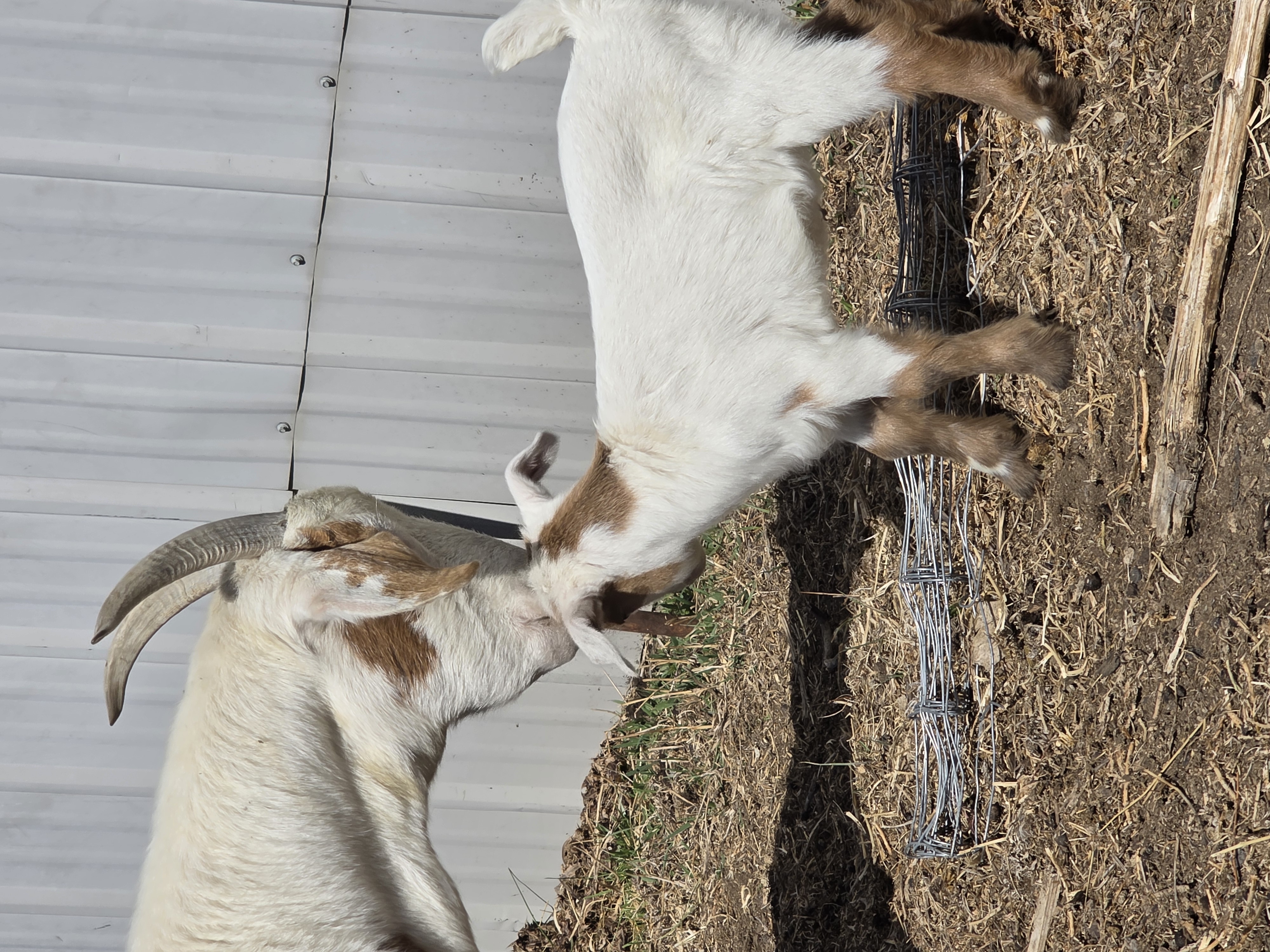 Nigerian Dwarf Cross Kid